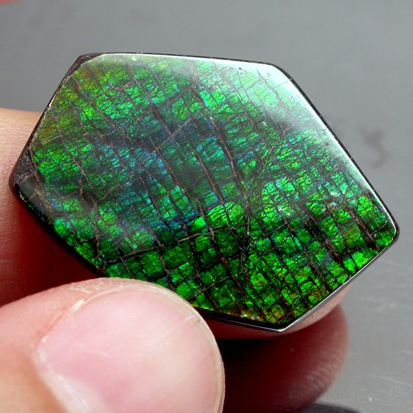 Ammolite แอมโมไลต์ (Ammolite) อัญมณีโลกล้านปีสุดหายาก อัญมณีนำโชค อัญมณีสะสม