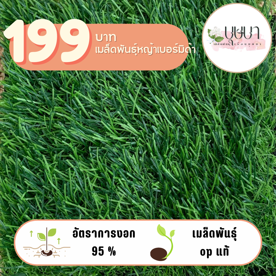 หญ้าเบอร์มิดาร์ 199บาท  100กรัม  500,000เมล็ด++++