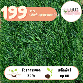 หญ้าเบอร์มิดาร์ 199บาท  100กรัม  500,000เมล็ด++++