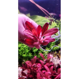 แซลม่อนแดง (Samolus Parviflorus)