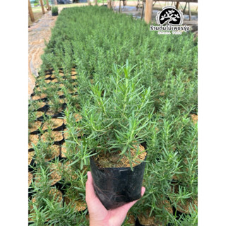 ต้นโรสแมรี่ในถุงดิน/Rosemary พุ่มสวย 🪴 ต้นกล้าแข็งแรงพร้อมปล…