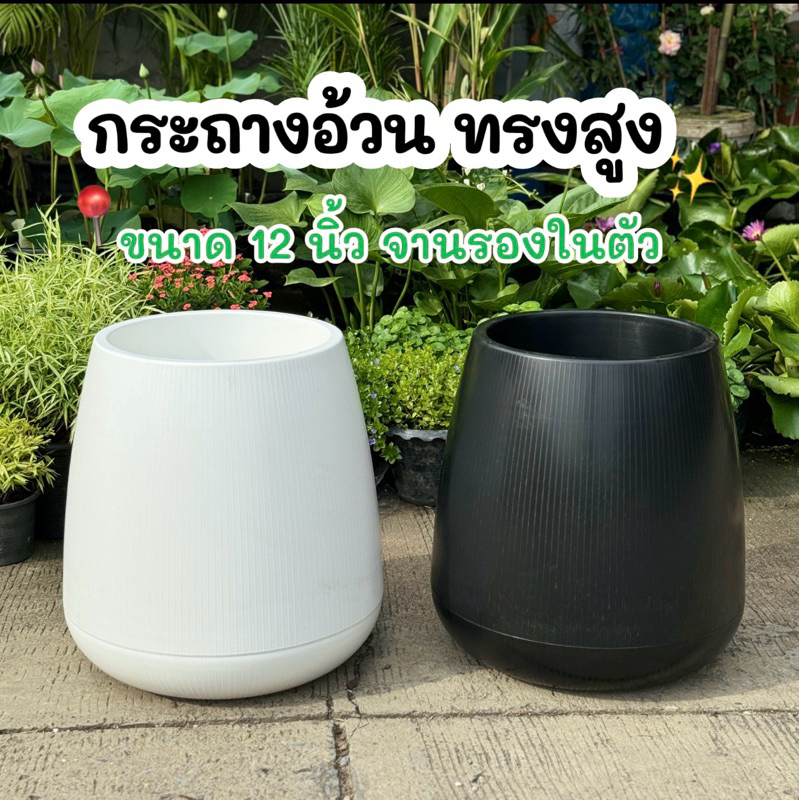 กระถางอ้วน ทรงสูง ขนาด 12 นิ้ว สีขาว สีดำ