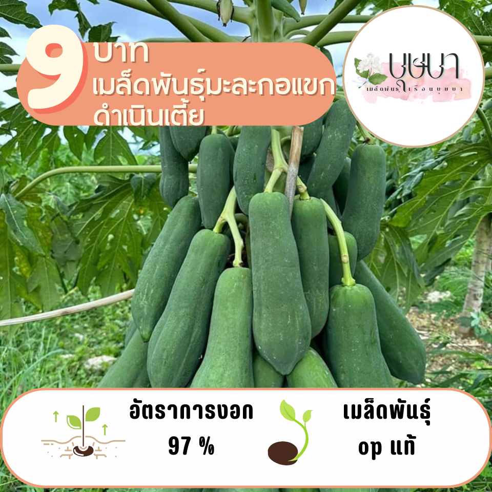 มะละกอแขกดำเนินเตี้ย 20 เมล็ด 9 บาท