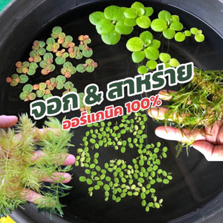 จอกและสาหร่าย ออร์แกนิค 100% จอกเขียวญี่ปุ่น จอกแดงญี่ปุ่น จ…