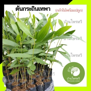 ต้นกระถินเทพา กล้าไม้พร้อมปลูก ต้นไม้ ไม้เเข็งเเรง เเน่นอน ต้น