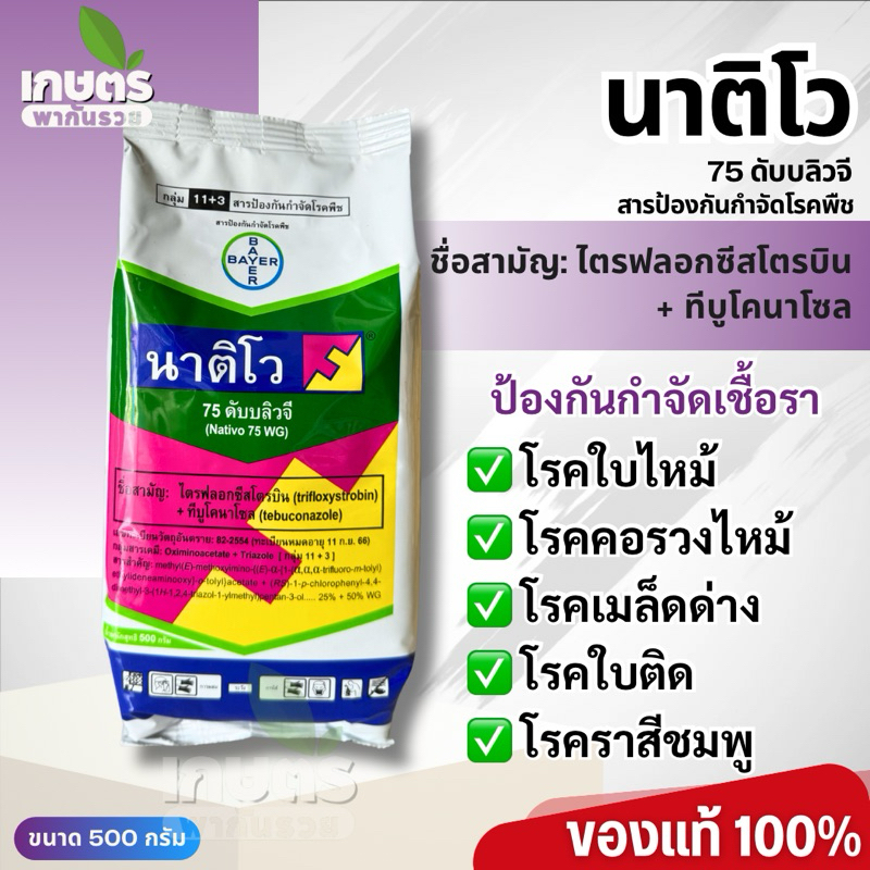 ใหญ่! (500 กรัม) นาติโว แท้ หยุดไว ไร้โรครา ข้าวสวยเต็มรวง โรคใบไหม้ ไหม้คอรวง เมล็ดด่าง กาบใบแห้ง ใบขีด ใบจุด