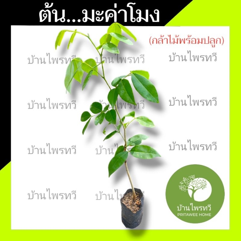 ต้นมะค่าโมง  ต้นไม้ตาย เคลมฟรี ทุกต้น เฉพาะ ระหว่างขนส่ง เท่านั้น มะค่าโมง ไม้เศรษฐกิจ ไม้ประดับไม้ สมุนไพร