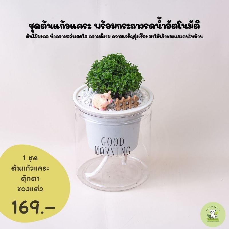 ชุดต้นแก้วแคระพร้อมปลูกลงกระถางรดนเำอัตโนมัติ แถมฟรีตุ๊กตา ของแต่ง และหินโรย