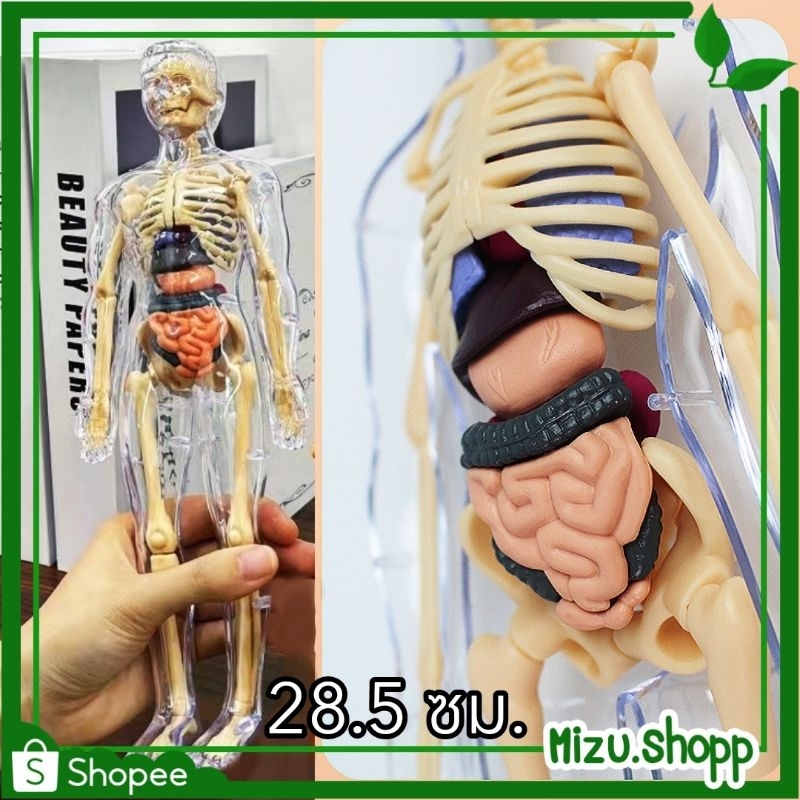ถูกมาก โมเดลมนุษย์ สื่อเรียนรู้เรื่องอวัยวะ และ กระดูก ตัวใหญ่ สำหรับเด็ก (ได้รับ7-10วัน)