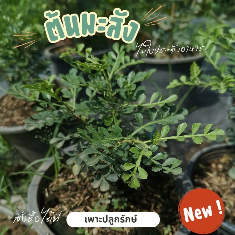 ต้นมะสัง #หมากสัง #ต้นสัง #ใบไม้ทานได้ ประดับตกแต่งเค้กเบเกอรี่ #ผักสัง/Wood Apple