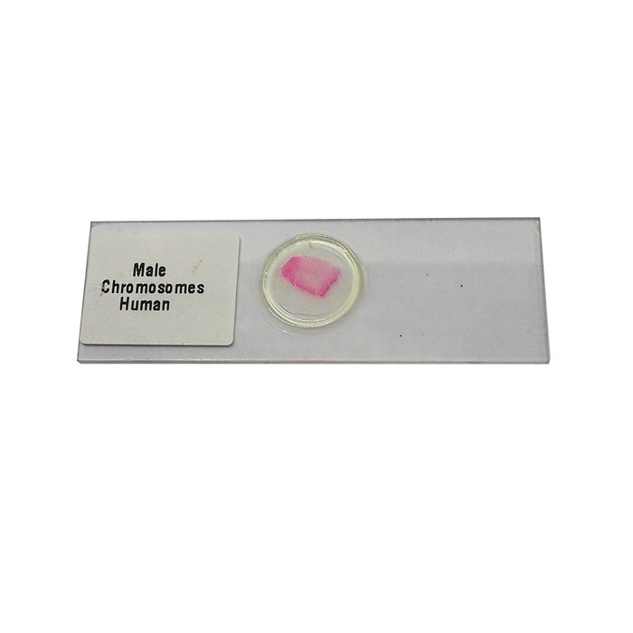 สไลด์ถาวรโครโมโซมมนุษย์เพศชาย (Male Chromosome Smear, Human Permanent Slide)