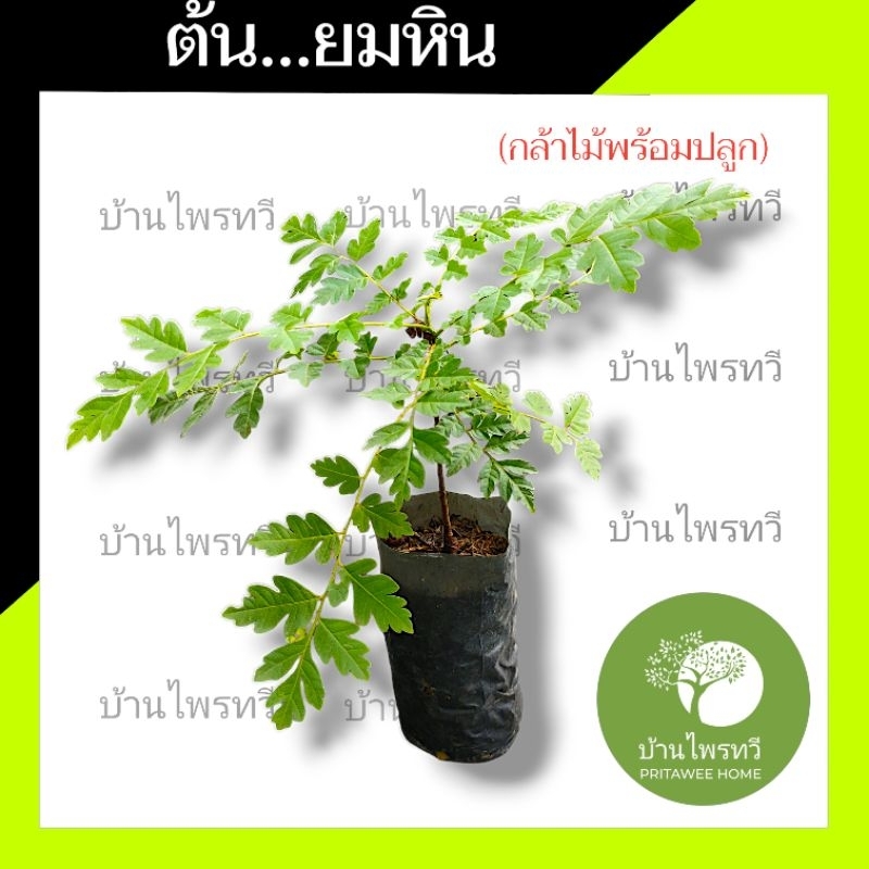 ต้นยมหิน กล้าไม้พร้อมปลูก ยมหิน ไม้ป่า บ้านไพรทวี ไม้หายาก  น่าปลูก