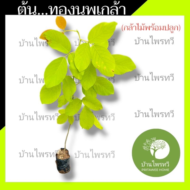 ต้นทองนพเกล้า ต้นไม้ตาย เคลมฟรี ทุกต้น เฉพาะ ระหว่างขนส่ง เท่านั้นทองนพเกล้า สวยมาก