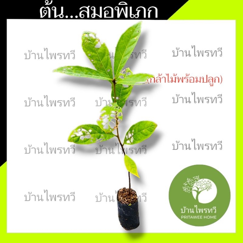 ต้นสมอพิเภก กล้าไม้พร้อมปลูก  สมอพิเภก  ต้นไม้ป่า ต้นสมอพิเพก