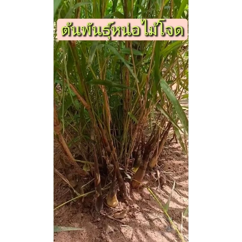 ต้นพันธุ์หน่อโจด ต้นขุดสดชุดละ 3 เหง้า 99 บาท /ต้นชำติดแล้วส่งทั้งถุงดำ 1 ต้น 89 บาท