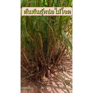 ต้นพันธุ์หน่อโจด ต้นขุดสดชุดละ 3 เหง้า 99 บาท /ต้นชำติดแล้วส่งทั้งถุงดำ 1 ต้น 89 บาท