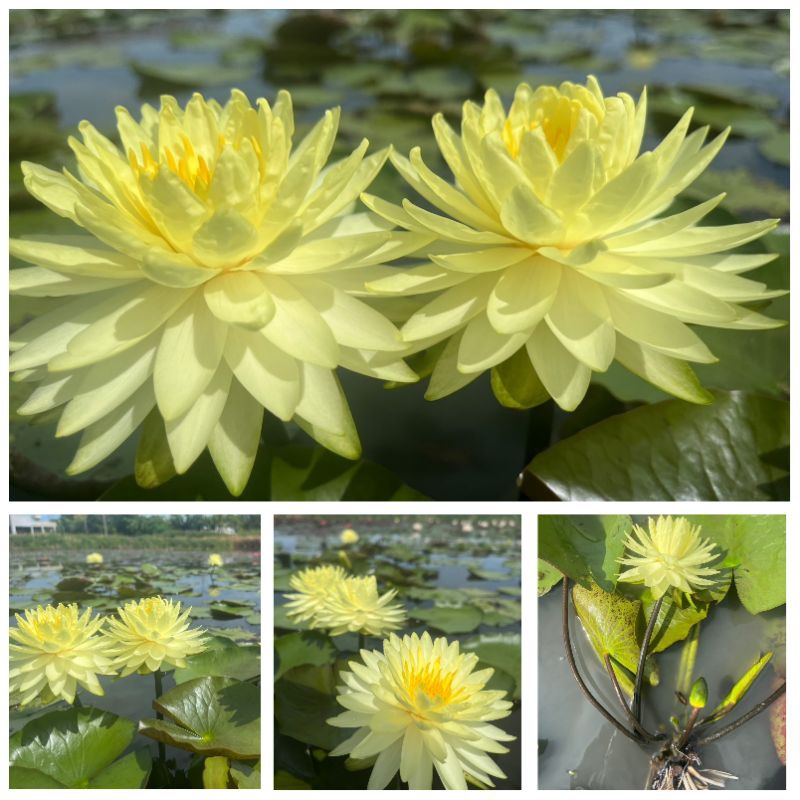 บัวนอกสีเหลือง พุทธรักษา