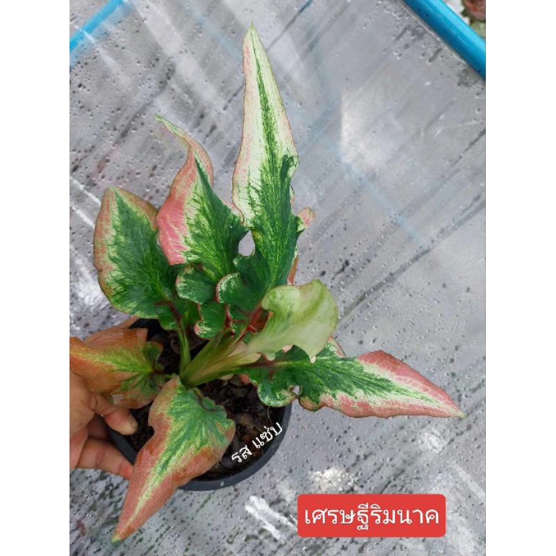 ต้นบอนสี เศรษฐีริมนาค เป็นบอนกาบใบหอก กัดสีขาวชมพูอมเขียว มีหูใต้ใบ ไม่ดกมากแต่หูใหญ่เท่ห์มาก  ยิ่งโ