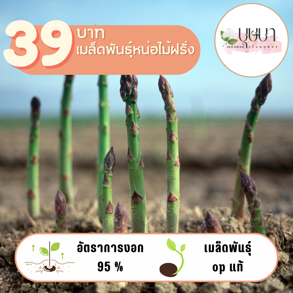 เมล็ดพันธุ์หน่อไม้ฝรั่ง 500 เมล็ด 39บาท