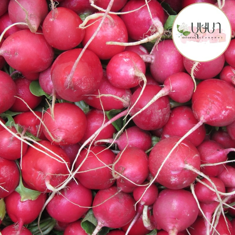 เมล็ดพันธุ์แรดิชเชอร์รี่ 39บาท 300เมล็ด - รูปที่ 4