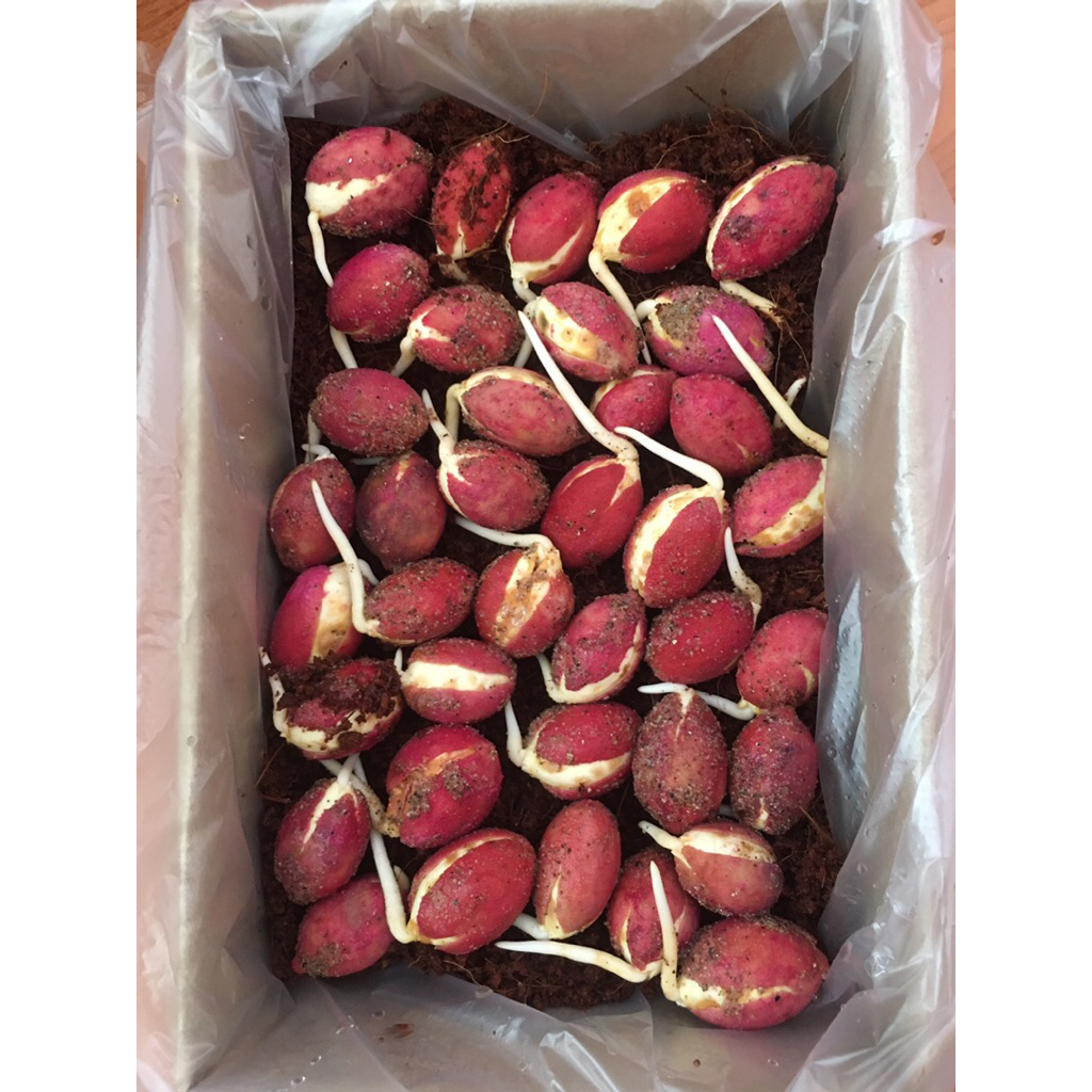 เม็ดผักหวานป่ายอดเหลือง เพาะแล้ว ชุดละ35งอก แถมเมล็ดดอกแคนาพืชพี่เลี้ยง