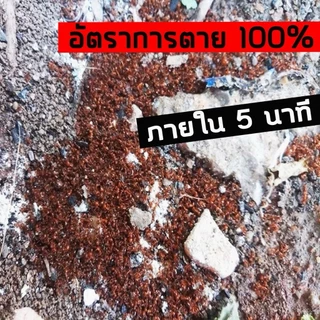 The Ant ผงกำจัด มด ปลวก แมลงสาบ สูตรตายยกรัง ภายใน 5 นาที
