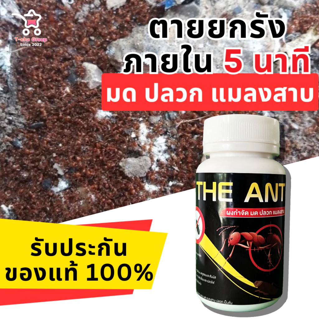 The Ant ผงกำจัด มด ปลวก แมลงสาบ สูตรตายยกรัง ภายใน 5 นาที