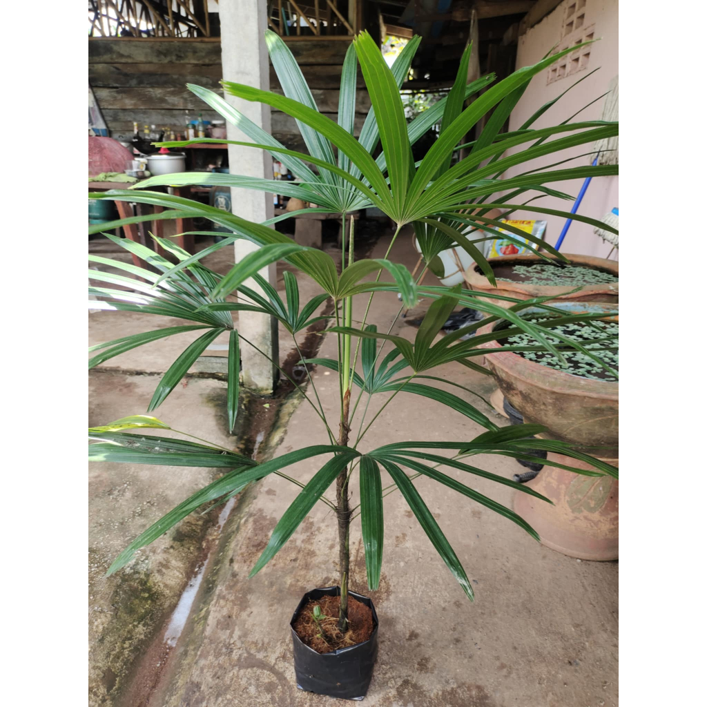 ต้นจั๋งเชียงใหม่ ไม้ฟอกอากาศ 1 ต้น สูง 60-100 เซนติเมตร