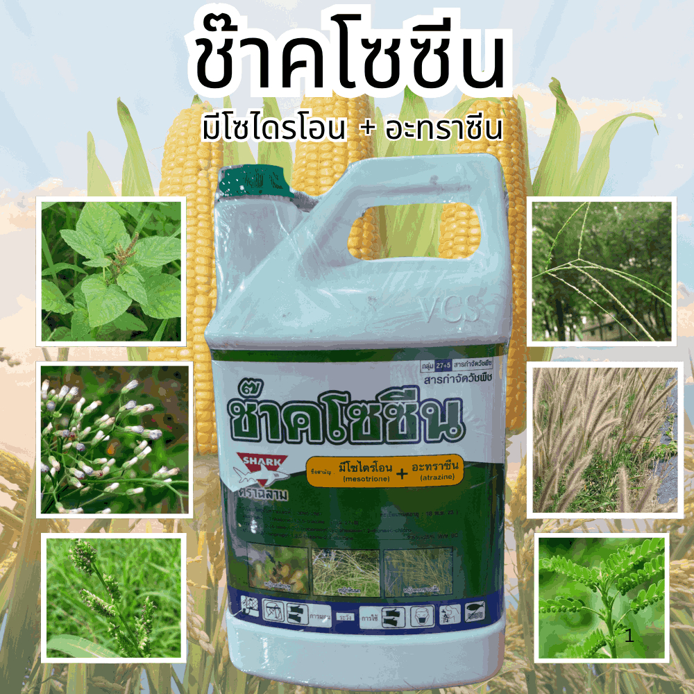 ช๊าคโซซีน มีไซไตรโอน+อะทราซีน กำจัดวัชพืช 1ถัง4ลิตร ใช้ได้4-5ไร่