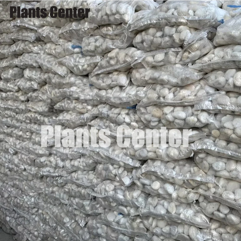 Plants Center T303 ยกกระสอบ 1kg/6-7kg. หินแม่น้ำ หินขาว หินกรวด สำหรับตกแต่งสวนและตู้ปลา thumbnail 4