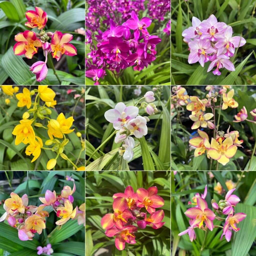 เอื้องดินใบหมาก กล้วยไม้ดิน ดอกสีสวย เลือกสีได้ Spathoglottis
