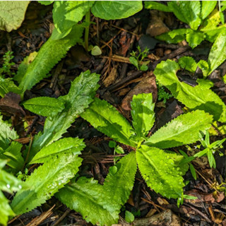 เมล็ดพันธุ์ ผักชีฝรั่ง ผักชี ใบลื่อย หอมเป หอมแป 1000 เมล็ด …