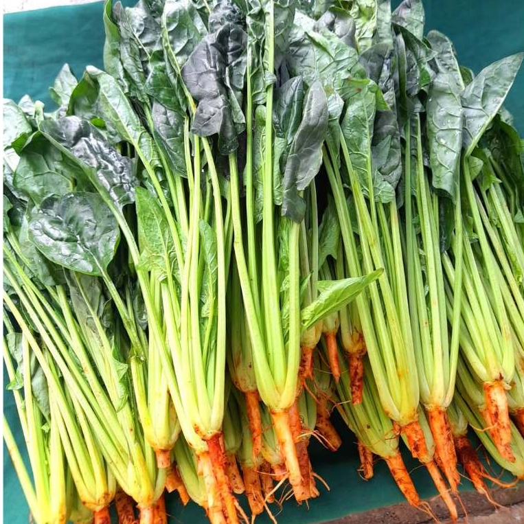 เมล็ดพันธุ์ ปวยเล้ง ผักสวนครัว 40-100 เมล็ด ปลูกง่าย ชอบแดดรำไร ดูแลง่าย อัตรางอกสูง โตไว [10 แถม 1 คละได้]