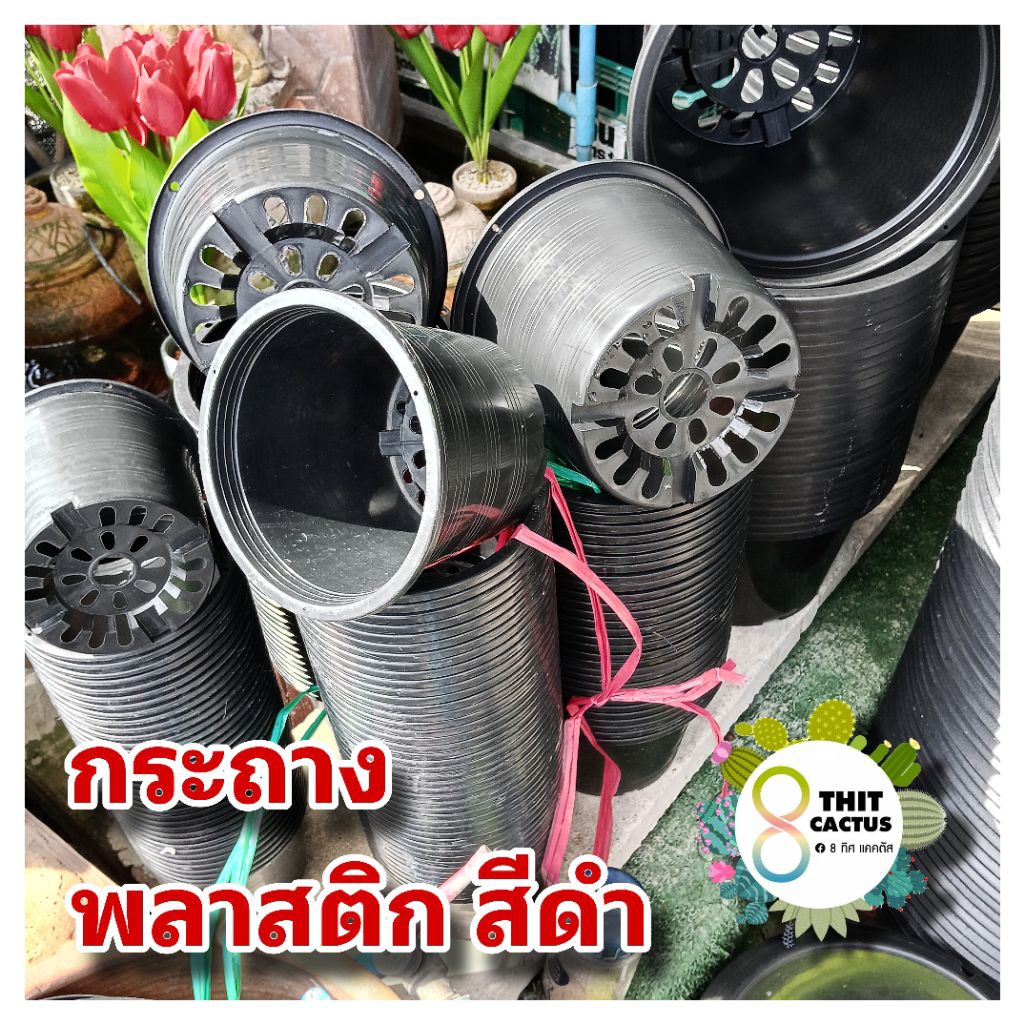 // กระถาง กลมธรรมดา // กลมดำ ขนาด 2.5-3-4-5-6นิ้ว พลาสติก แคคตัส กระบองเพชร