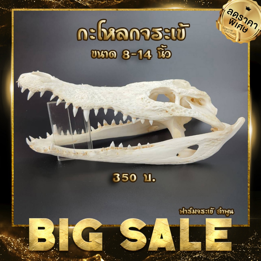กะโหลกจระเข้ขาว ขนาด8-14นิ้ว สำหรับตกแต่งกรงหรือตู้ หรือเป็นที่หลบภัยของสัตว์