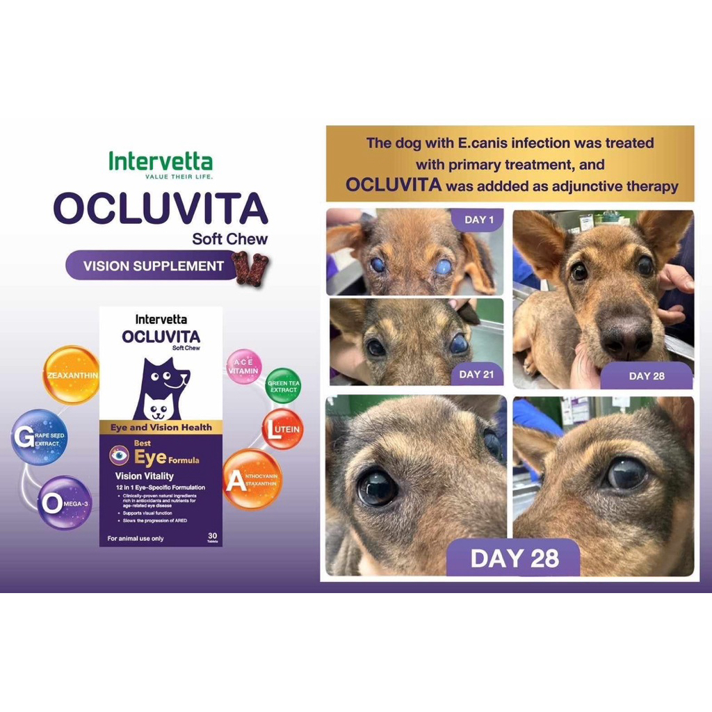 Intervetta Ocluvita 30 เม็ด exp 05/26 อาหารเสริมเพื่อบำรุงสายตาและดวงตา สำหรับสุนัขและแมว