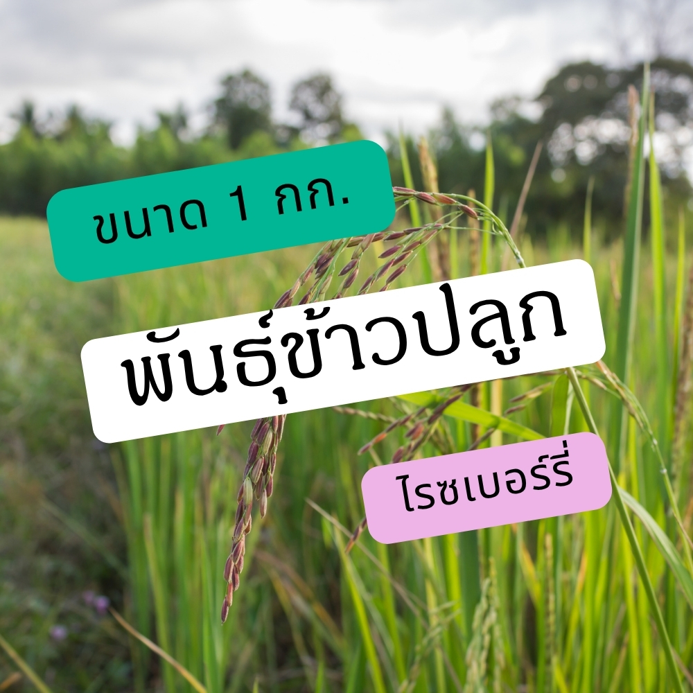 พันธุ์ข้าวไรซ์เบอร์รี่ 1 กก. – สำหรับปลูกจริง ผลผลิตดี คัดสะอาด