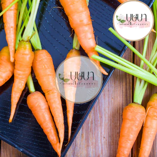เมล็ดเบบี้แครอท 9บาท 100เมล็ด