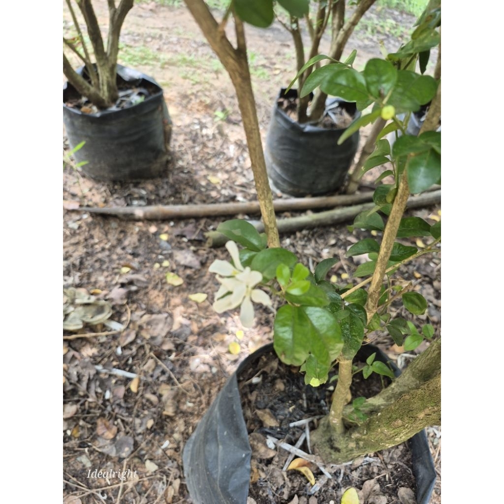 แก้วหิมาลัย สูง 200 c.m.ขึ้นไป ดอกหอม ออกทั้งปี - รูปที่ 5