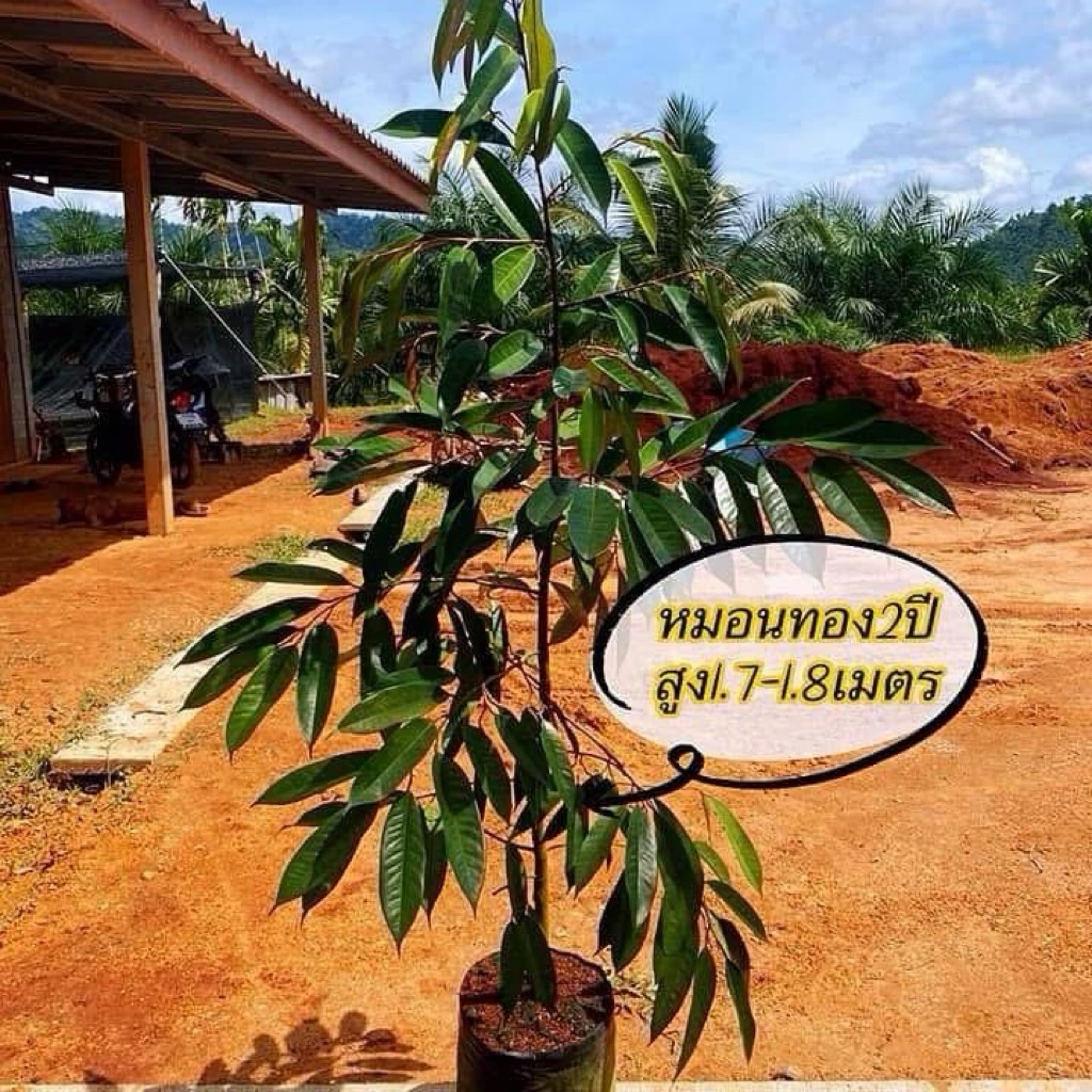 ต้นทุเรียนหมอนทอง#16สูง1.5-1.7เมตร