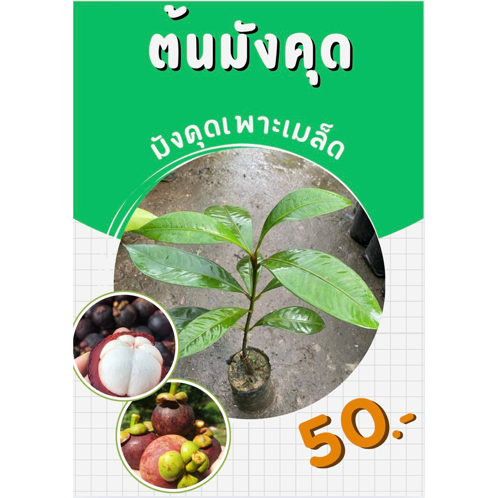 ต้นมังคุดเพาะเมล็ด สูงประมาณ40cm. ❌สินค้าเสียหายระหว่างขนส่งเคลมใหม่ฟรี❌