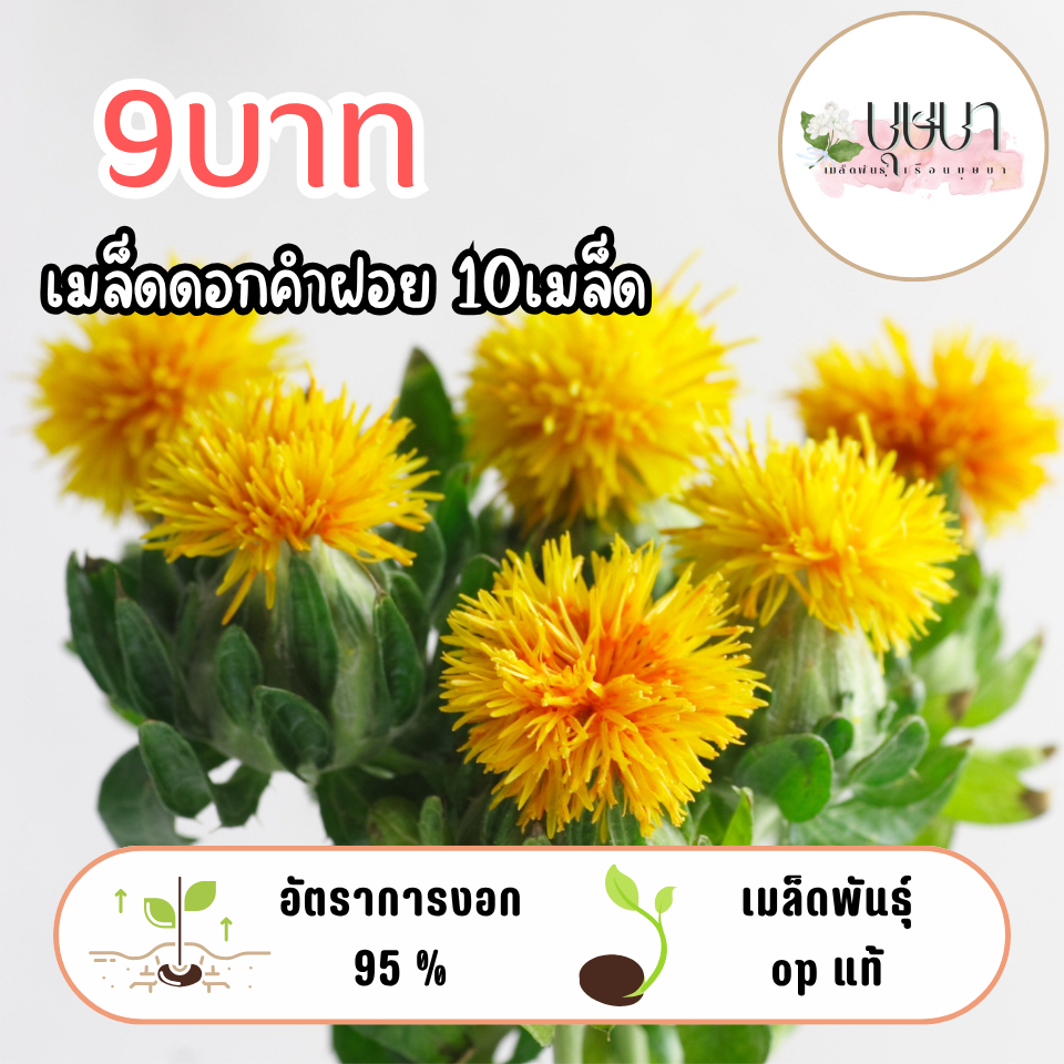 เมล็ดดอกคำฝอย 9บาท 10เมล็ด