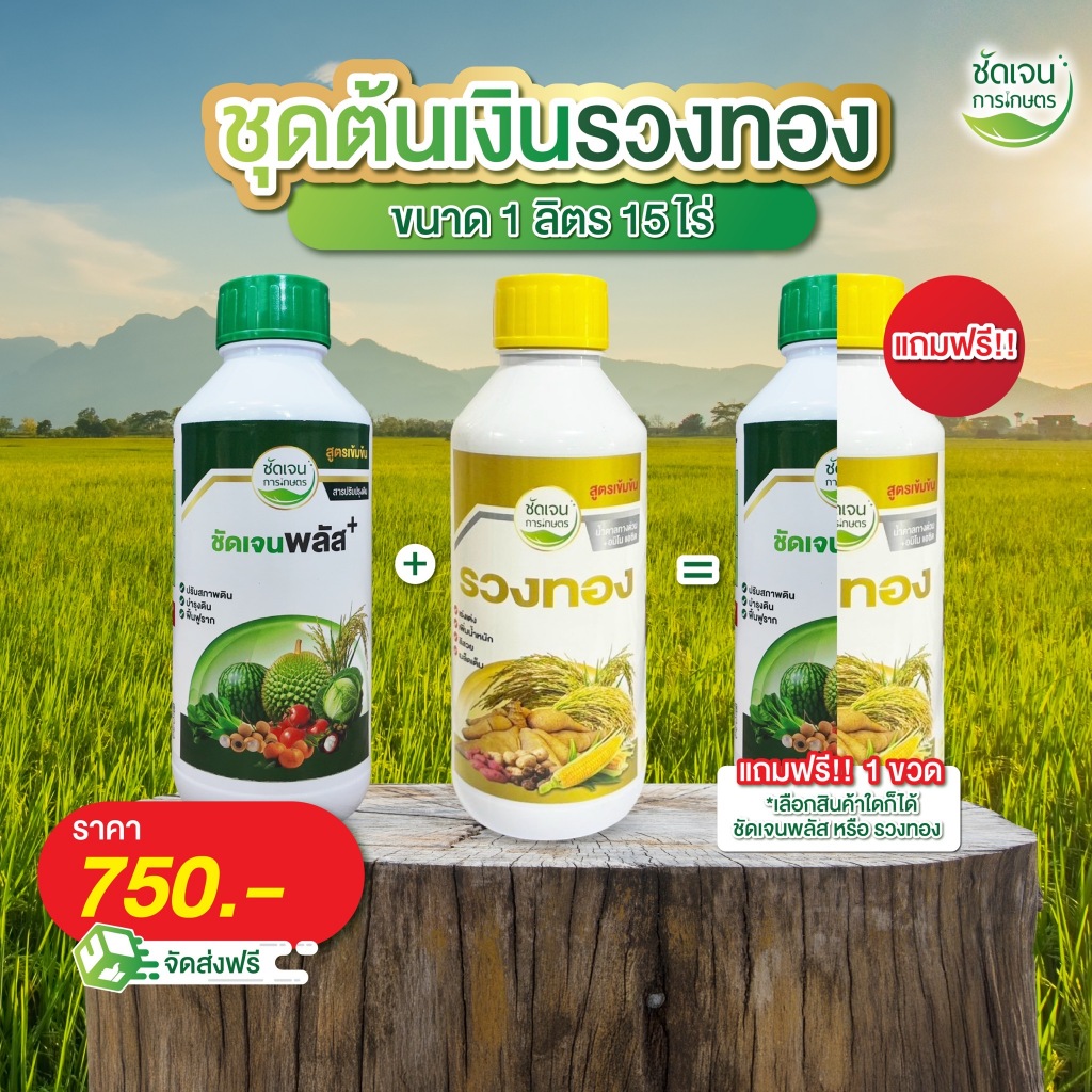 ชุดต้นเงินรวงทอง ฮอร์โมนครบจบรอบทำนา 1ขวด 15-20 ไร่
