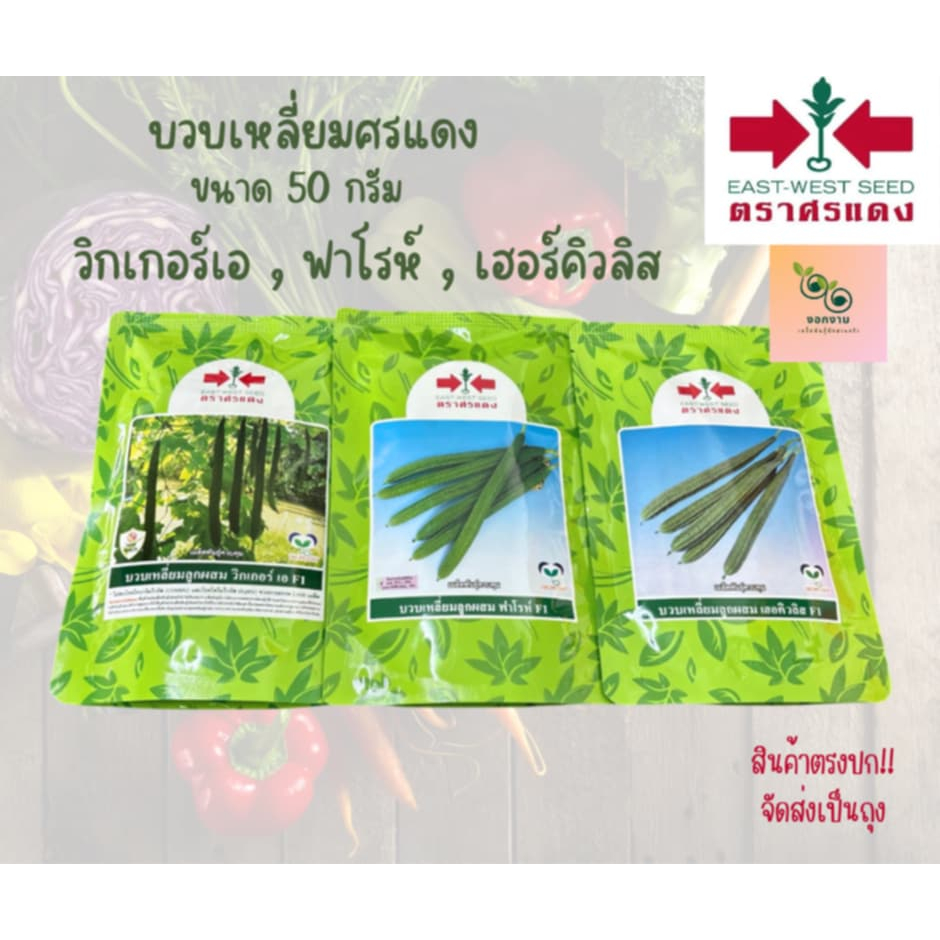 เมล็ดบวบเหลี่ยมศรแดง ขนาด 320 เมล็ด เฮอร์คิวลิส ฟาโรห์ วิกเกอร์เอ