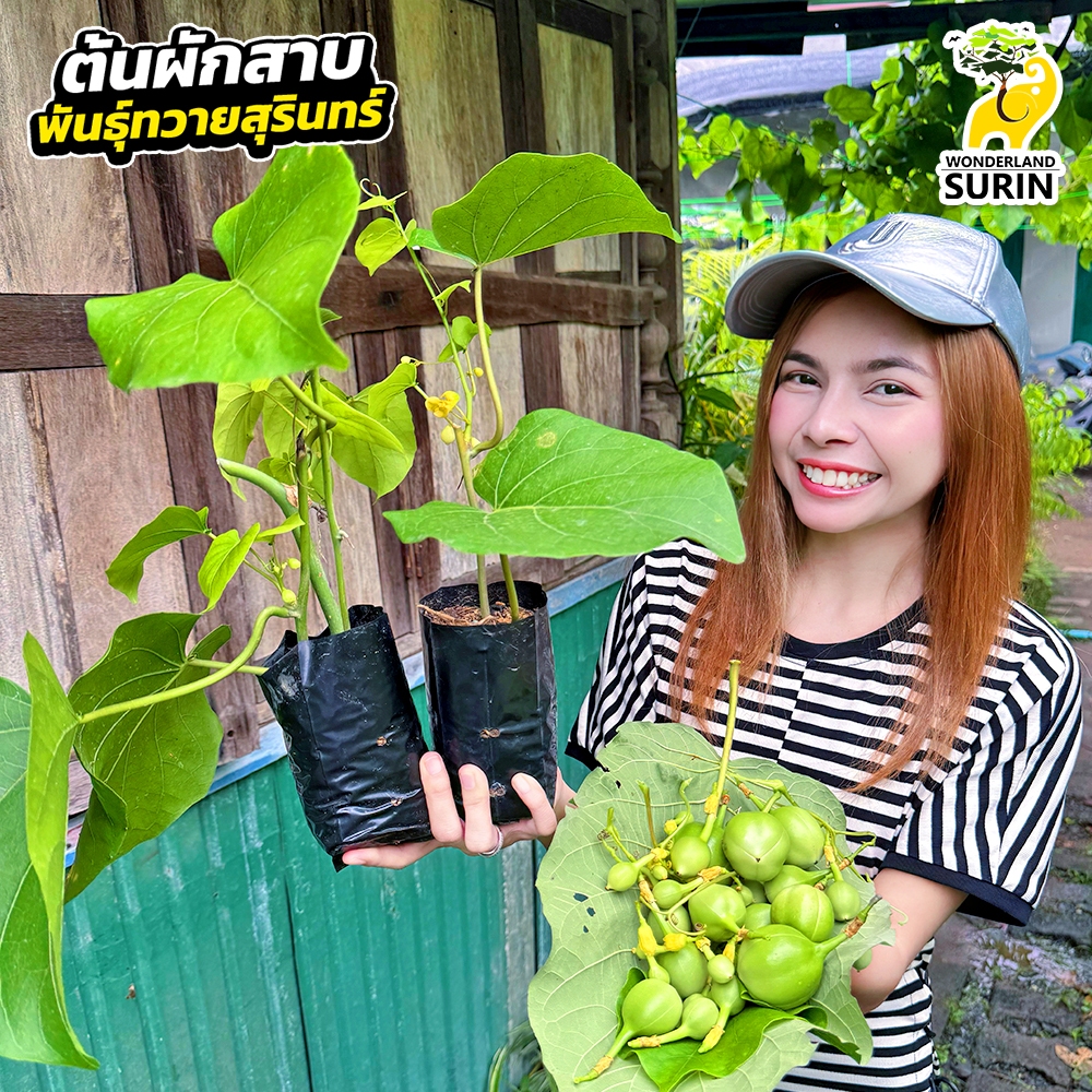 ต้นพันธุ์ผักสาบ พันธุ์ทวายสุรินทร์ (WS0063) 1 แถม 1 ปลูกง่ายโตไว ใช้กินใช้ขายได้หมด (จำกัดไม่เกิน 3 ชุดต่อออร์เดอร์นะคะ)