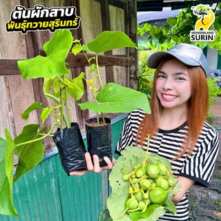 ต้นพันธุ์ผักสาบ พันธุ์ทวายสุรินทร์ (WS0063) 1 แถม 1 ปลูกง่ายโตไว ใช้กินใช้ขายได้หมด (จำกัดไม่เกิน 3 ชุดต่อออร์เดอร์นะคะ)