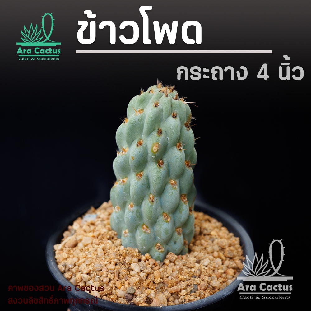 สวนขายเอง! โอพันเทียข้าวโพด Opuntia miquelii ไซส์กระถาง 4 นิ้ว แคคตัส กระบองเพชร ต้นไม้ประดับ อวบน้ำ  แคนตัส ตะบองเพชร