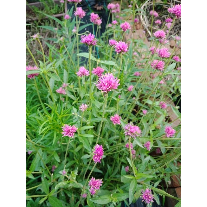 เมล็ดบานไม่รู้โรยญี่ปุ่น Firework Flower สีชมพูเข้ม ราคา ถูกที่สุด ดีลบีเคเค แกลเลอรีภาพที่ 8