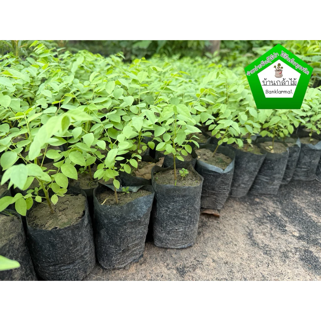 ต้นมะยม 🪴 ต้นแข็งแรง 🌿 สินค้าเสียหาย แจ้งทางร้านได้เลยจ้า
