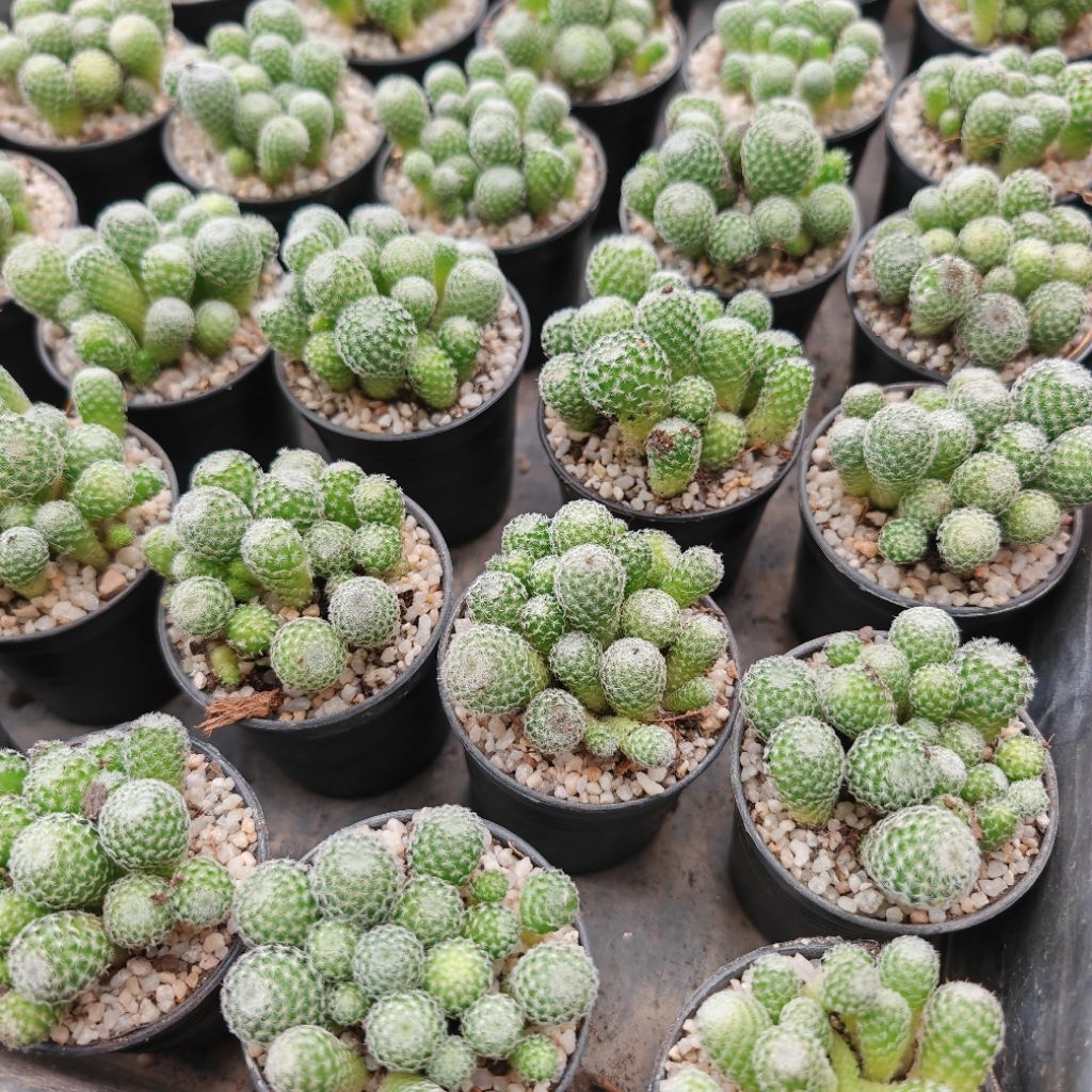 แมมนกฮูกแท้💯🌵 ยกพอดล้นๆ🍁